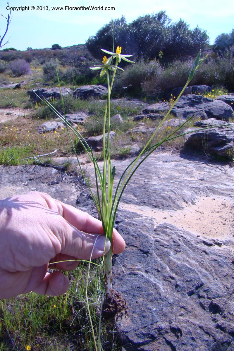 Spiloxene serrata, C. Davidson 11517--South Africa. Northern Cape. Papkuilsfontein. 25 Aug 09. 131 (9).jpg