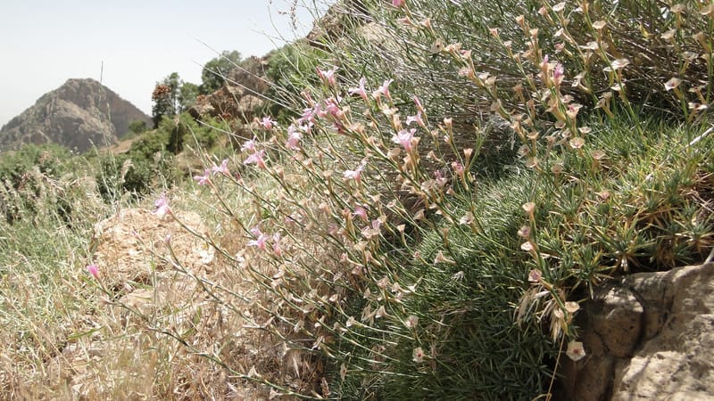 Acantholimon blakelockii, EC.3--Iraq. Kurdistan. Shakh-i Pira Magrun. Zewiya. 12 June 2010. 151 (17).jpg