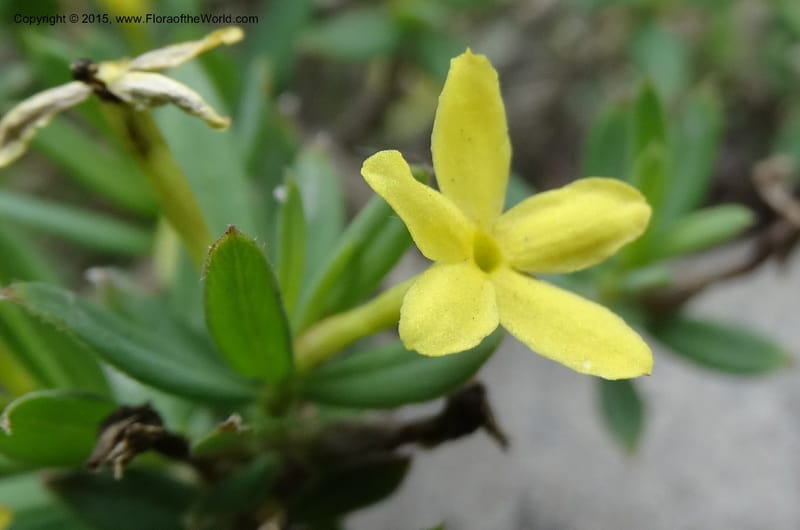 Wikstroemia, Boufford, D 43598--China. Sichuan. Yonghe Village. 6 May 2014. DSC04110 (32).JPG