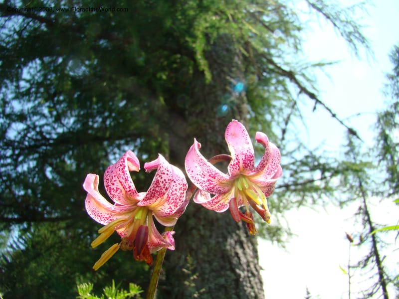Lilium martagon, CDavidson11254--Slovenia. Gorenska Reg. Velika Planina. 6 Jul 08. 143.jpg