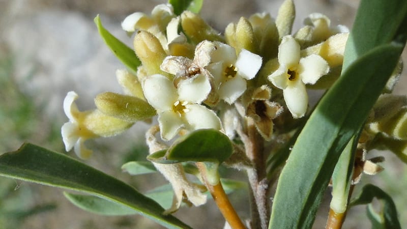 Daphne mucronata, A. G. Miller 128.3--Iraq. Kurdistan. Shakh-i Pira Magun. 10 June 2010. 131 (7).jpg