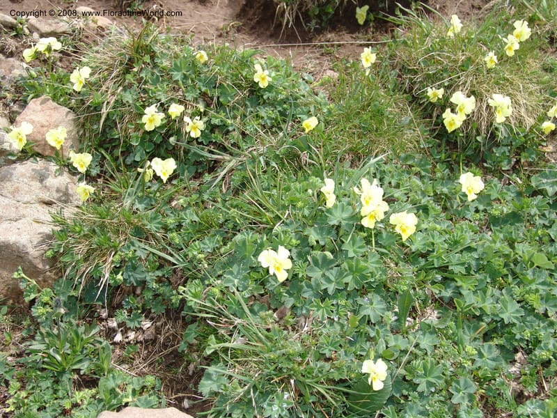 Viola oreades--Georgia. Vic. of Tskhrats'karo Pass. 7 Jun 05. 157.jpg