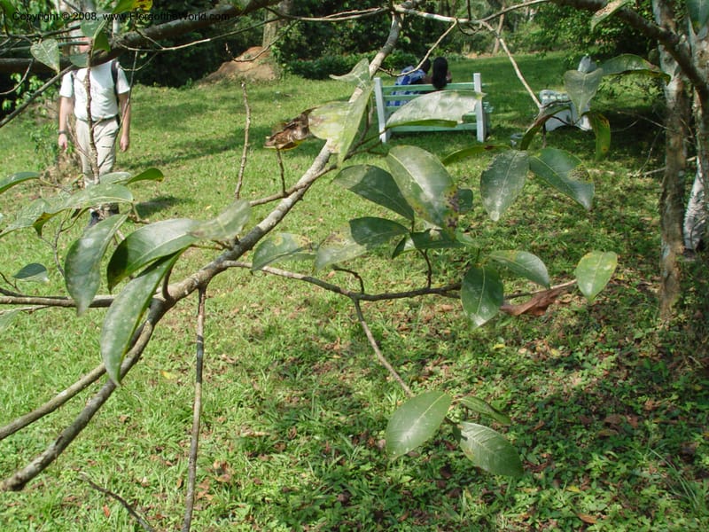 Ficus gillettii--Ghana. Aburi Botanic Garden. 11 Dec 03. 328.jpg