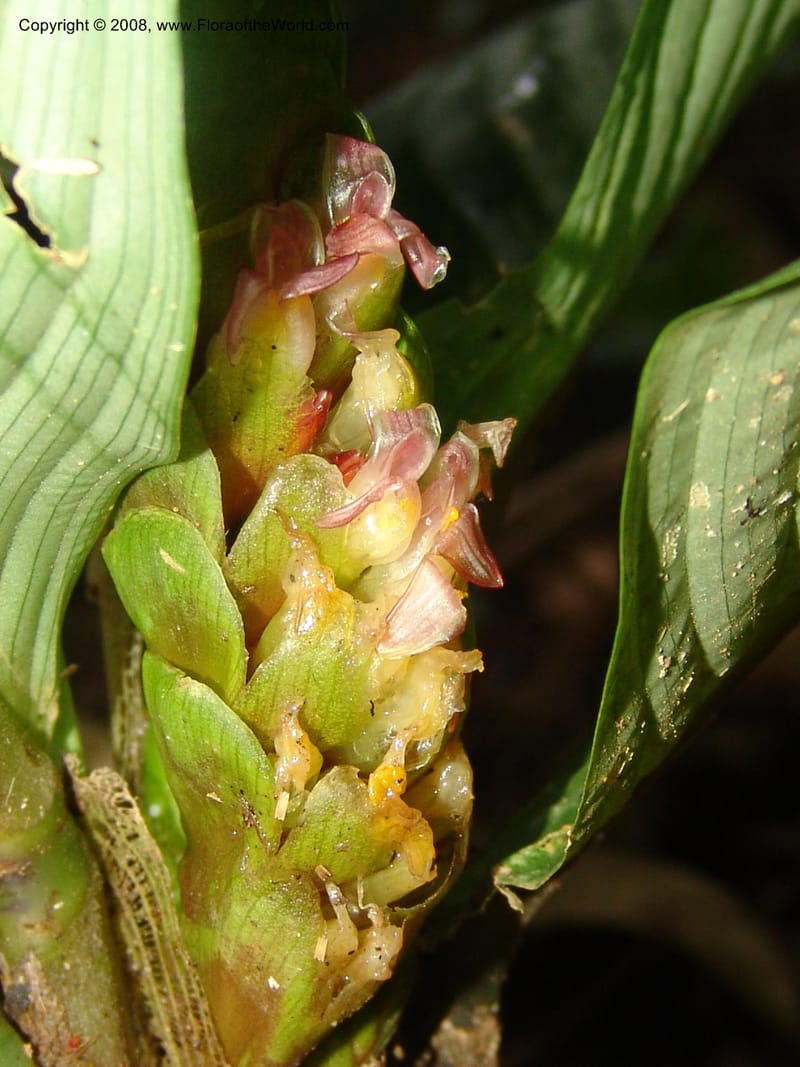Calathea, RVasquez33009--Peru. Pillcopata. Qbda Pini Pini. 29 Oct 07. 897.jpg