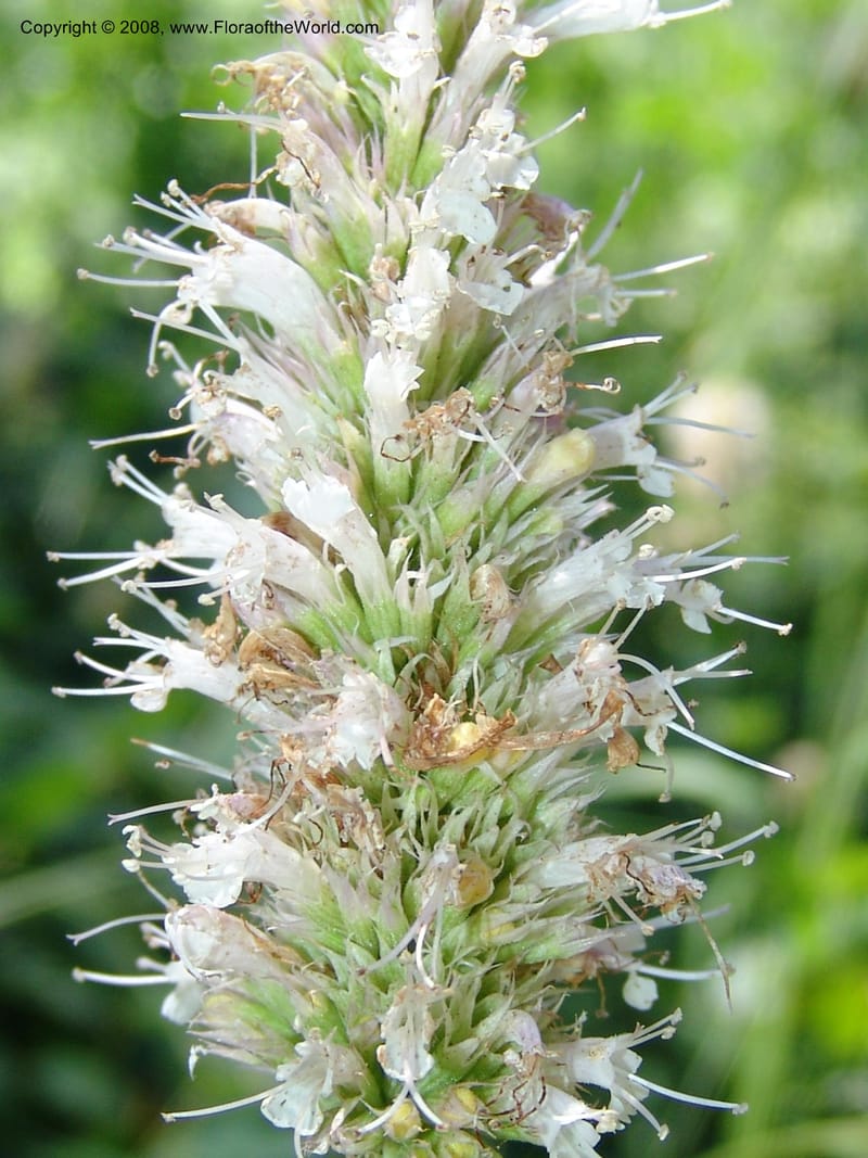 Agastache urticifolia--ID. Valley Co. Sylvan Beach reservoir and trail. 24 Jul 05. 259.jpg