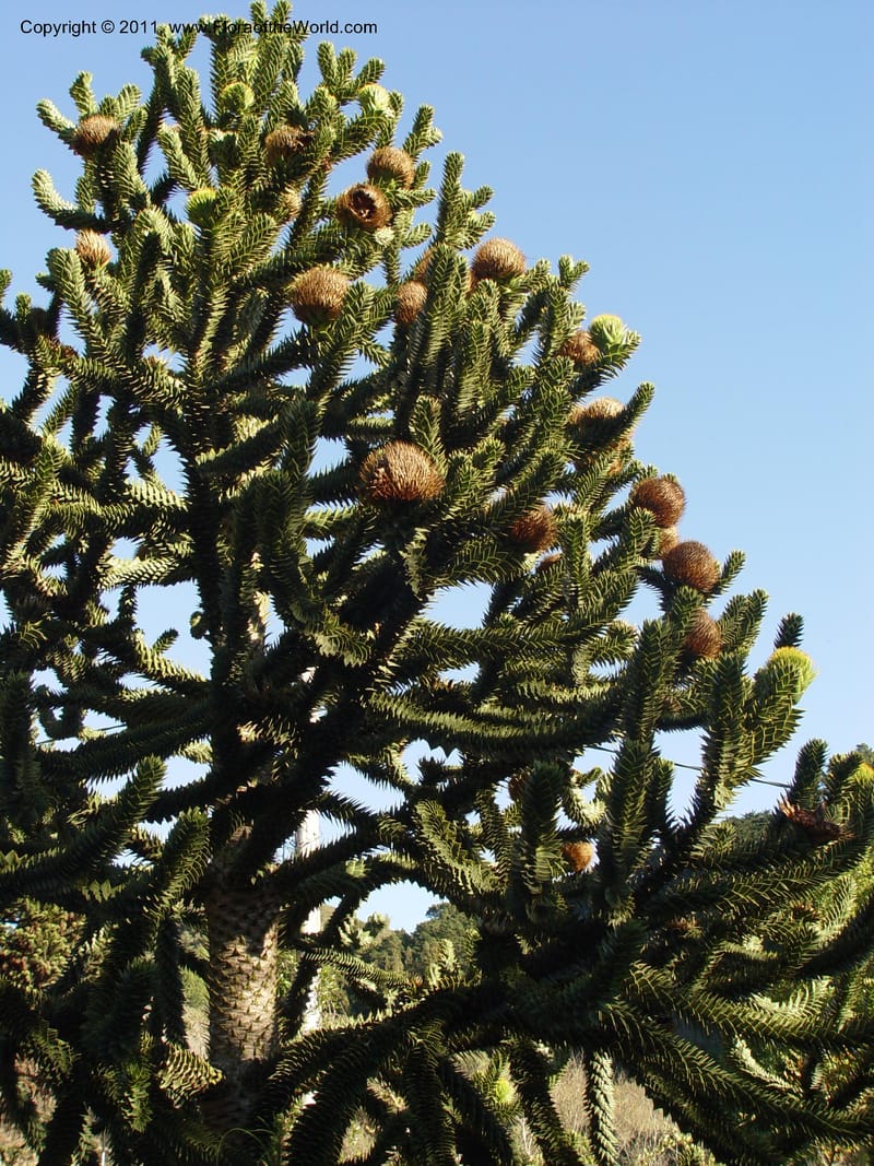 Araucaria araucana, 84.0137--CA. UC Berkeley Bot. Gard. 10 Feb 04. 149.jpg