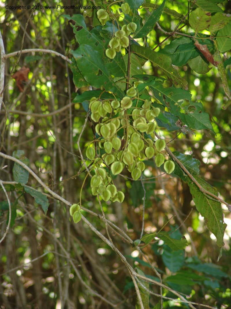 Combretum fruticosum, R. Ramirez D. xx--MX. Jalisco. Res. Las Joyas, La Manzanilla. 1 Aug 2007. 175 (8).jpg