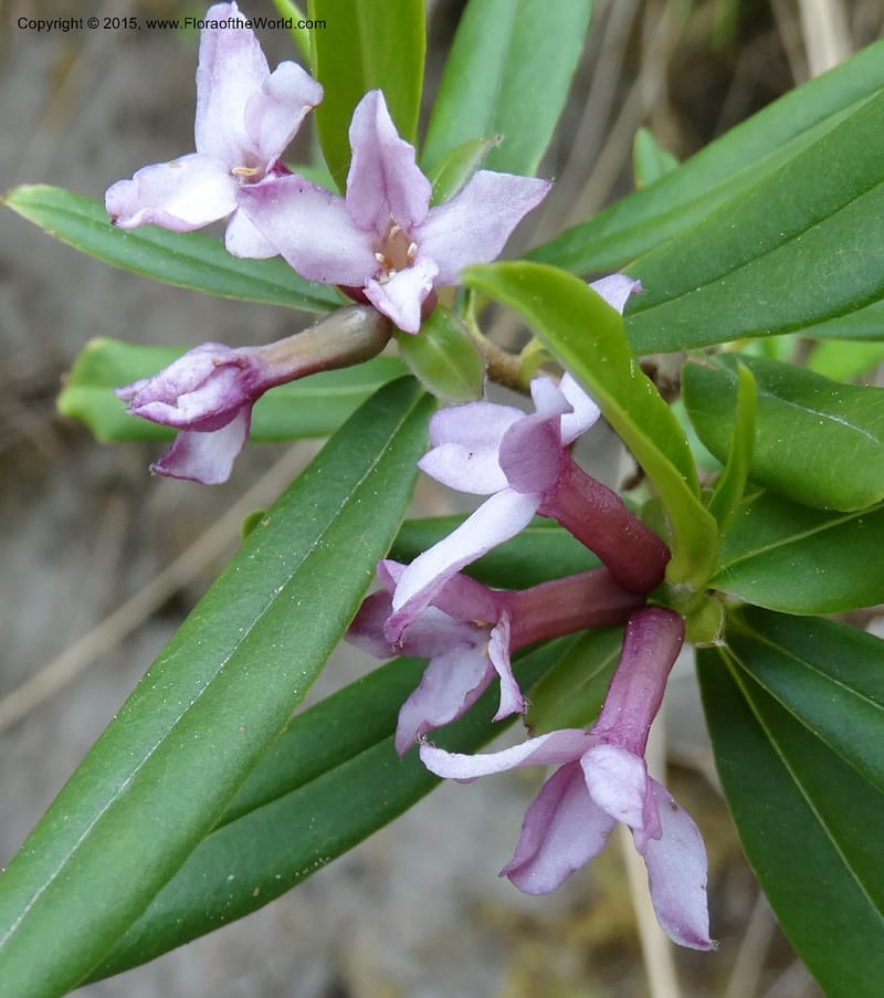 Daphne, Boufford, D 43616--China. Sichuan. ShaShiDuo. 8 May 2014. DSC04232 (26).JPG