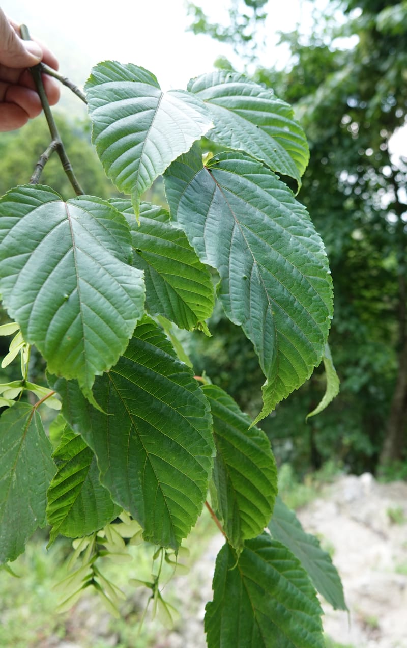 Acer davidii subsp. davidii, D. Boufford 44106--China. Yunnan. Lao jun Shan. 30 Apr 2018. DSC00424 (409).JPG