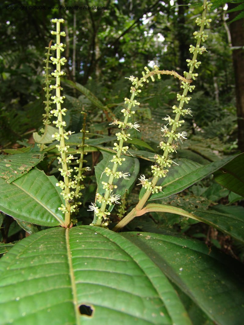 Miconia affinis, AAraujoM1253--Bolivia. Pq. Nac. Madidi. Chalalan. 1 Dec 04. 059.jpg