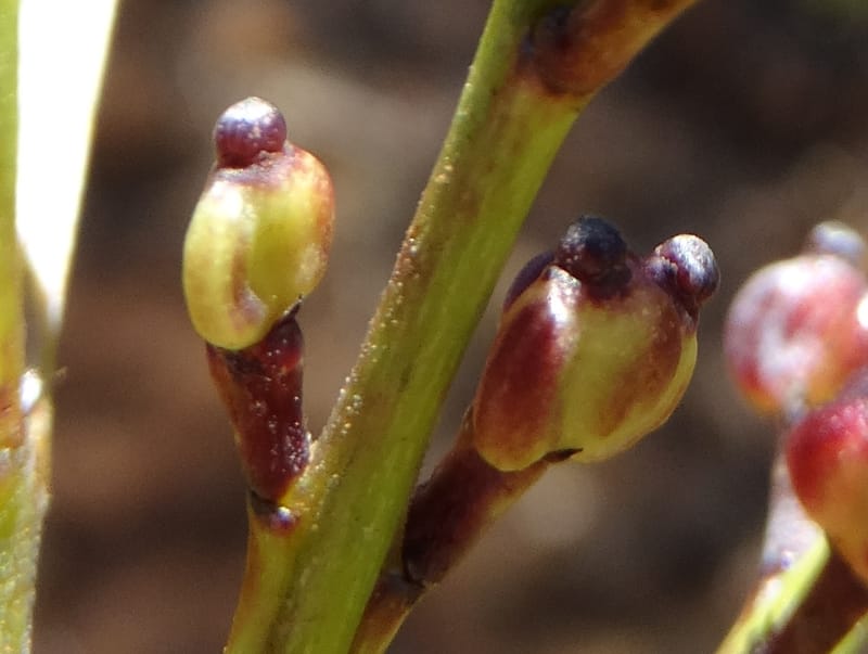 Polyscias, Lowry, P 7417--New Caledonia. PinPin. 20 Nov 2015. DSC03938 (196).JPG
