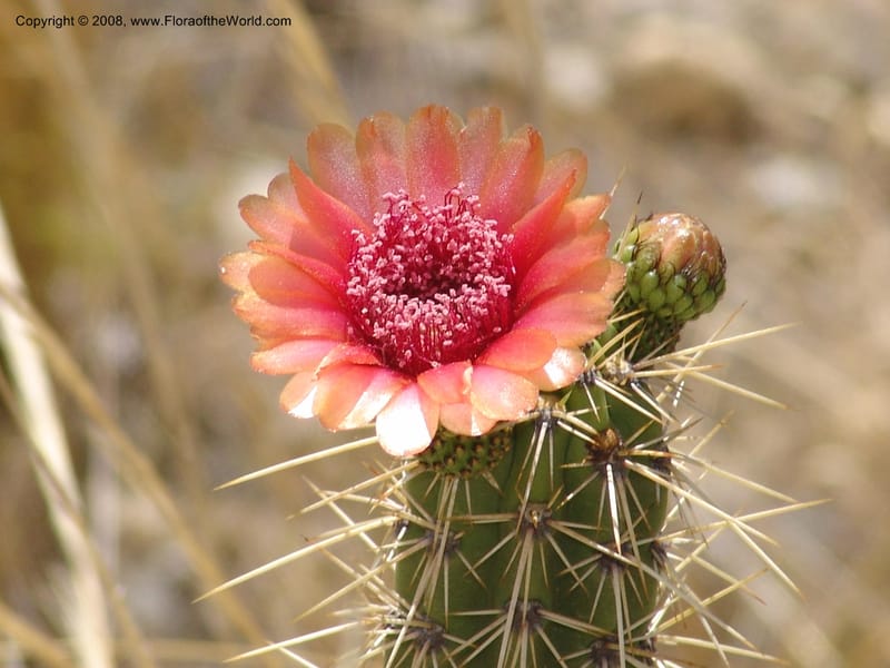 Corryocactus melanotrichus--Bolivia. La Paz. Send. Aguila. 4 Dec 04. 017.jpg