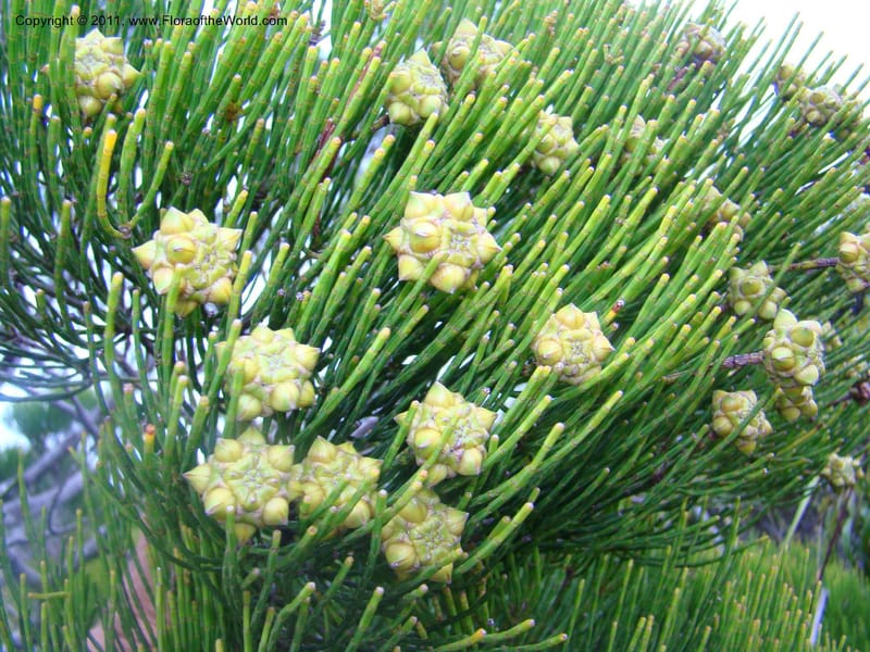 Gymnostoma deplancheanum, M. Callmander 825--New Caledonia. Pl des Lacs. Ca. Grand Lac. 21 Jan 2010. 293 (271).jpg