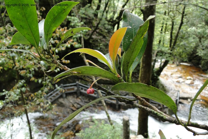 Illicium, Regalado 1787--Viet Nam. Ban Khoang Commune. 4 May 2011. 278.jpg