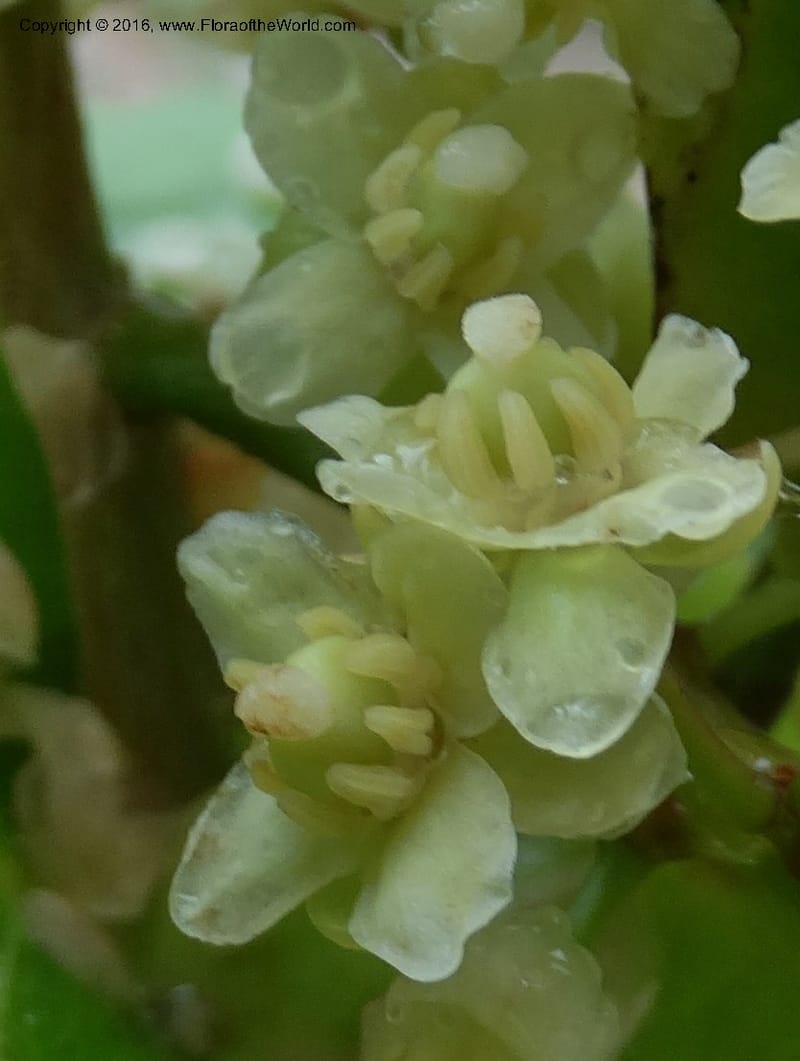 Lepisanthes fruticosa, Buerki, S 361--Sabah. Ulu Senagang. 9 Oct 2014. DSC03434 (60).JPG
