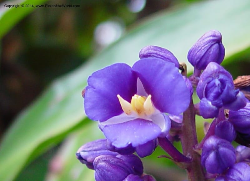 Dichorisandra thyrsiflora--Costa Rica. Hotel Bougainvill. 3D0 (2).jpg