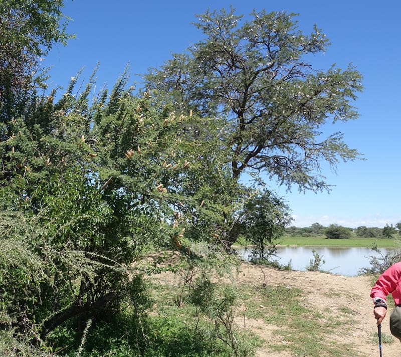 Acacia hebeclada, L. Nanyeni 1229--Namibia. Hwy B1. Odom 59. 25 Mar 2018.DSC03325 (13).JPG