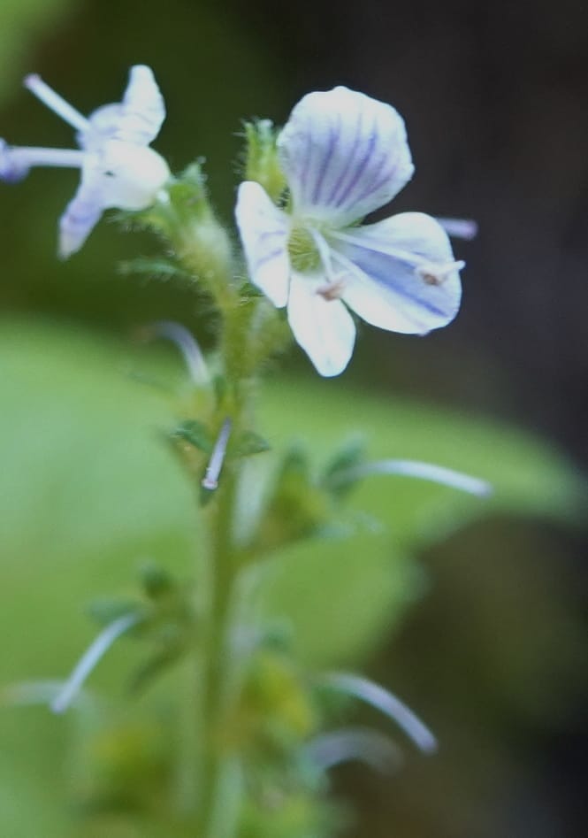 Veronica officinalis, C. Davidson 13799--ID. Latah Co. FSR 447. 7 Jul 2018. DSC05707 (126).JPG