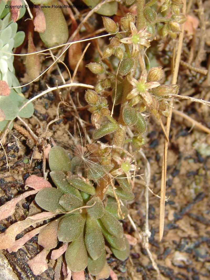 Sedum creticum v. monocarpicum--Crete. Samaria Gorge. 27 May 05. 148.jpg