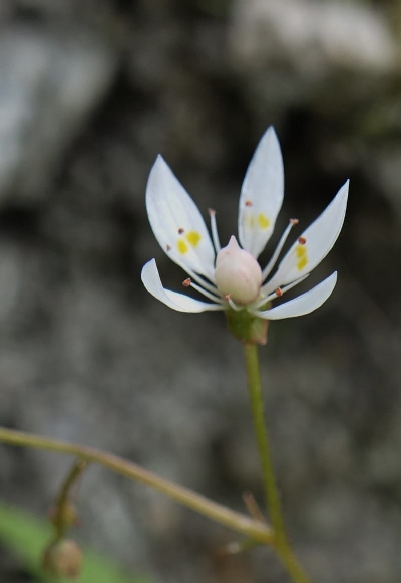 Saxifraga stellaris, Davidson, C 13213--Switzerland. Chuenxentennlen. Grimsel Pass rd. 30 Jun 2016. DSC06756 (20).JPG
