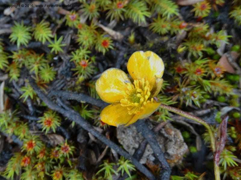 Ranunculus, Ulloa, C 2536--Ecuador. P. N. Cajas. Tres Cruces. 28 Apr 2015. DSC03499 (193).JPG