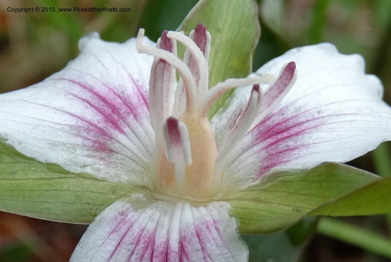 Trillium undulatum, Davidson, C 12959--North Carolina. Trans. Co. Devil's Courthouse View. 12 May 2015. DSC04151 (79).JPG