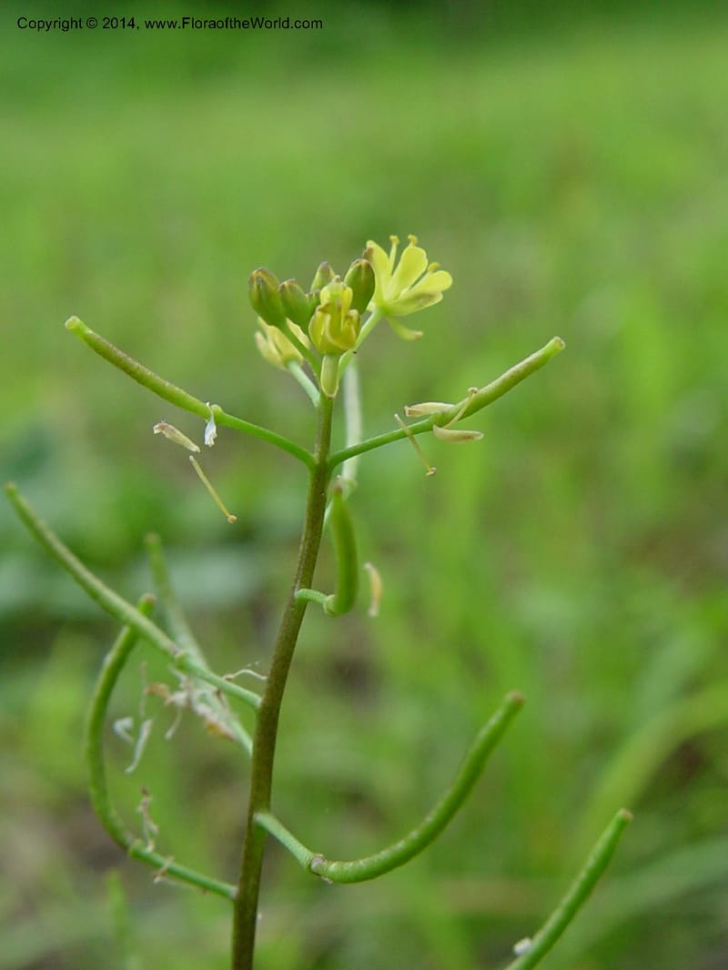 Brassica--Japan. Toyota. Flora along the river. CD19 Jul 03. 010 (5).jpg