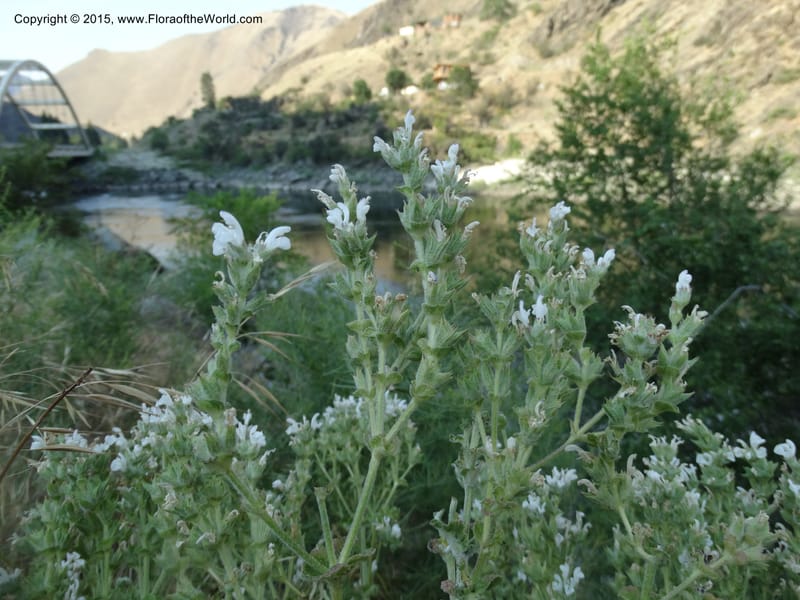 Salvia aethiopis, Davidson, C 12603--ID. Idaho Co. Goff Bridge on Hwy 95 N of Riggins. 16 Jul 2014. DSC00481 (91).JPG