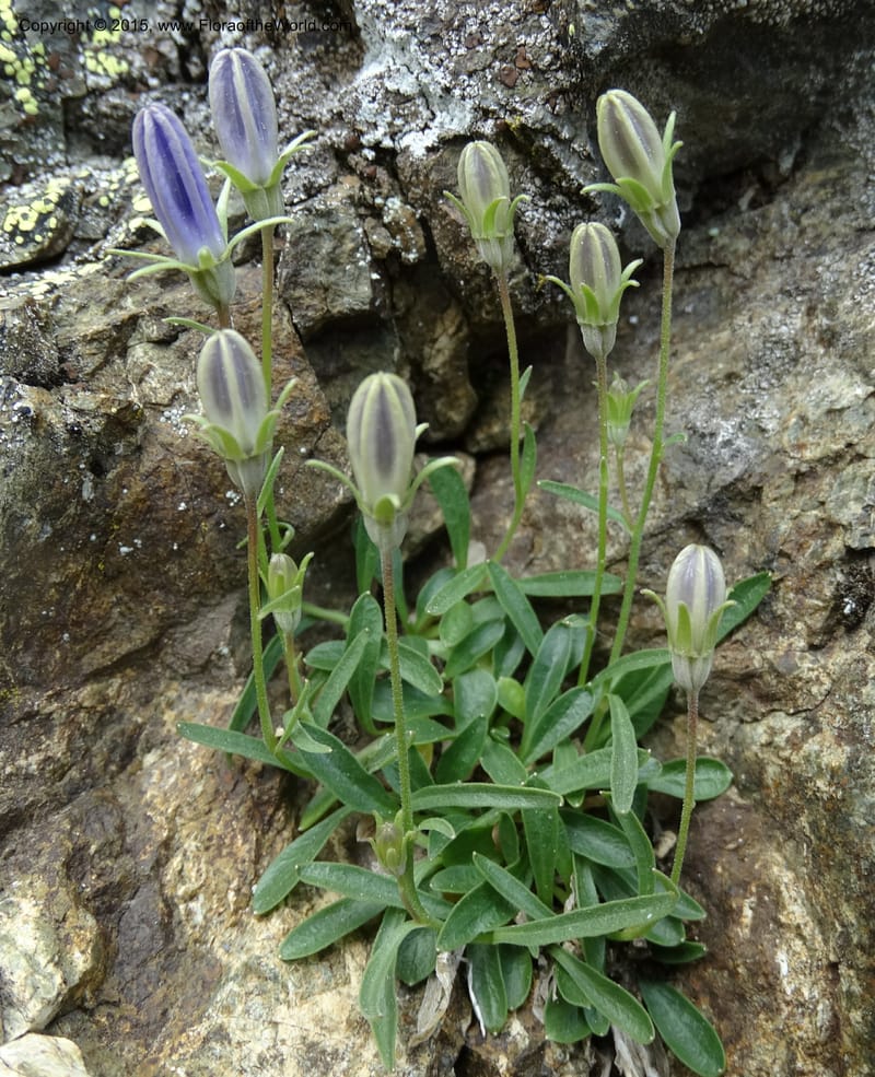 Campanula, Davidson, C 12592B--ID. Idaho Co. Seven Devils Camp Ground. 15 Jul 2014. DSC00113 (176).JPG
