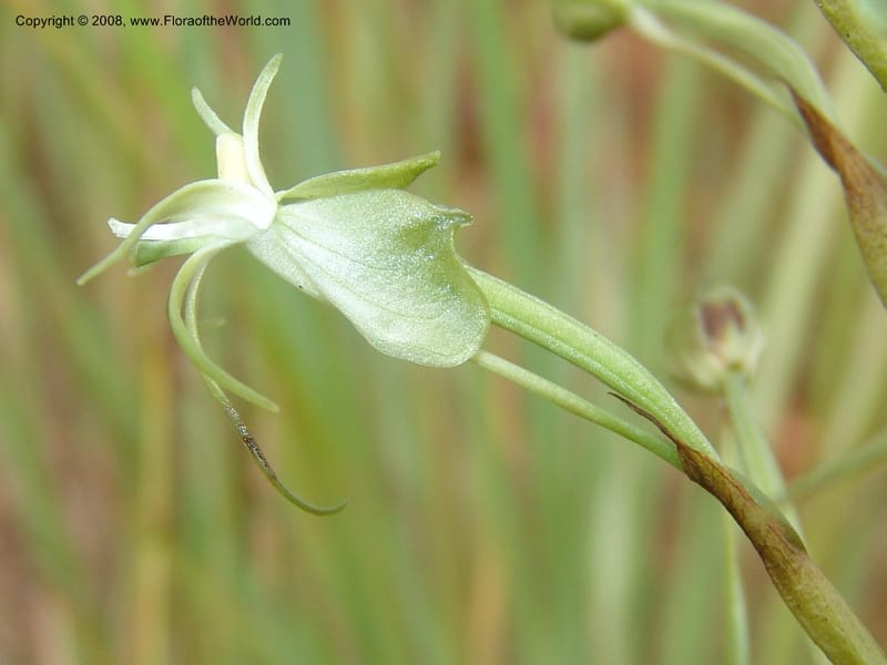 Habenaria--So.Africa. Mpumal. Moodie Mts.  18 Mch 05. 126.jpg
