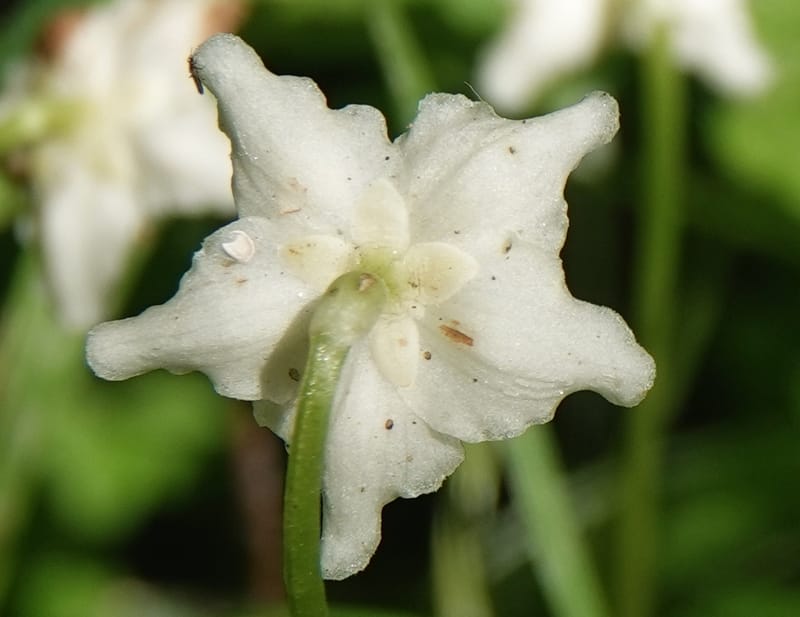 Moneses uniflora, C. Davidson 14039--ID. Valley Co. Sylvan Cr. Payette Lake. 31 July 2019. DSC01112 (3).JPG
