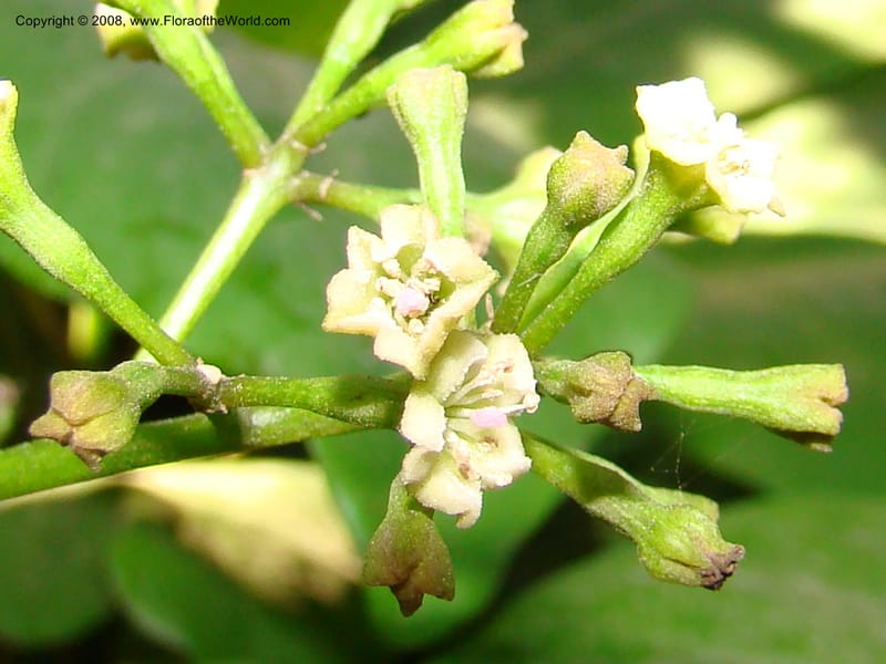 Pisonia umbellifera--Australia. Royal Botanic Garden, Melbourne. 19-20 Mch 08. 051.jpg