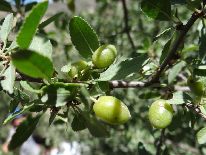 Prunus amygdalus--Iraq. Kurdistan. Shakh-i-Pira Magrun. 24 May 2013. DSC05074 (24).JPG