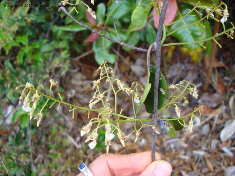 Agatea longipedicellata,  Munzinger, J 4841--New Caledonia, Prov S, Kwe Bwinyi River 18 Nov 2007,  005 (12).jpg