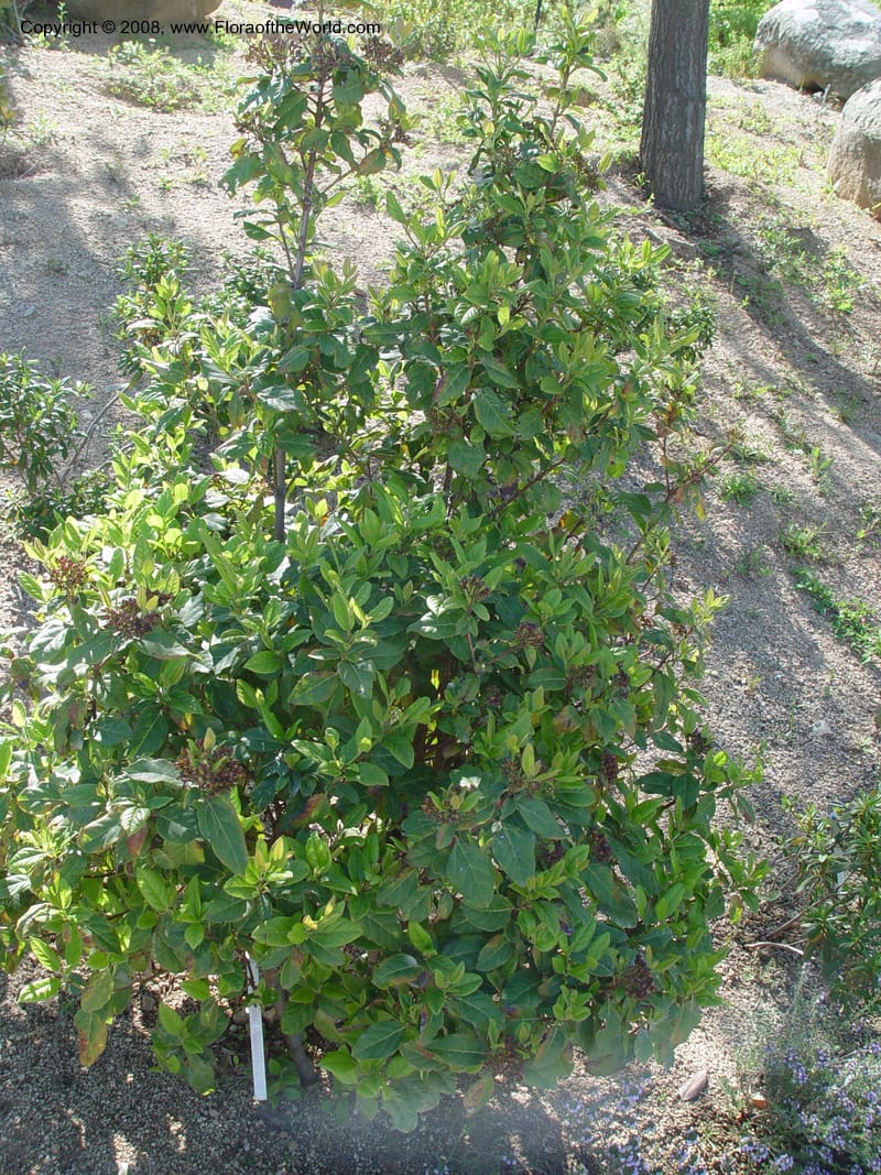 Rhamnus alaternus--Spain. Barcelona Botanic Garden. 21 Apr 04. 203.jpg