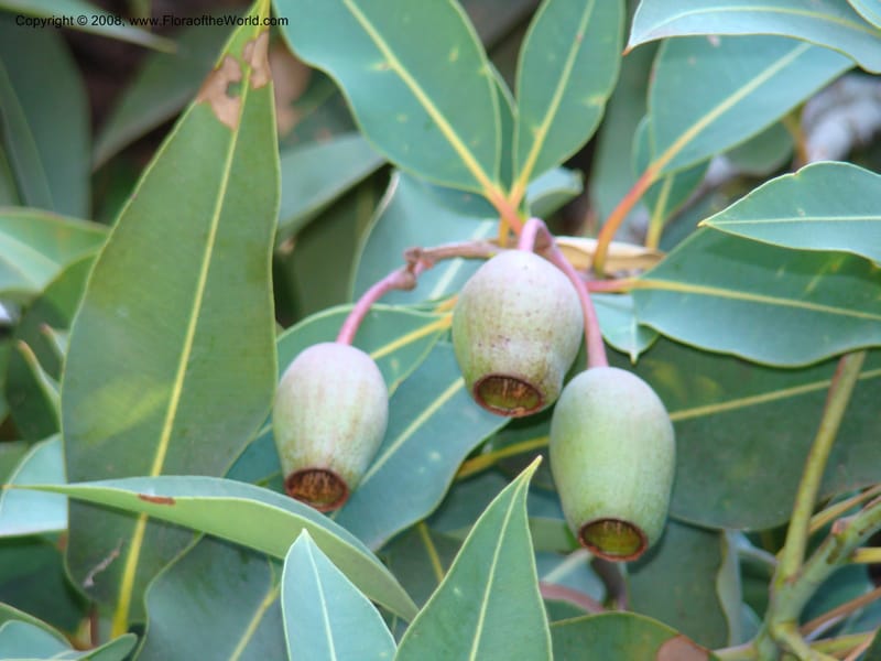 Corymbia ficifolia--Australia. Royal Botanic Garden, Melbourne. 19-20 Mch 08. 008.jpg