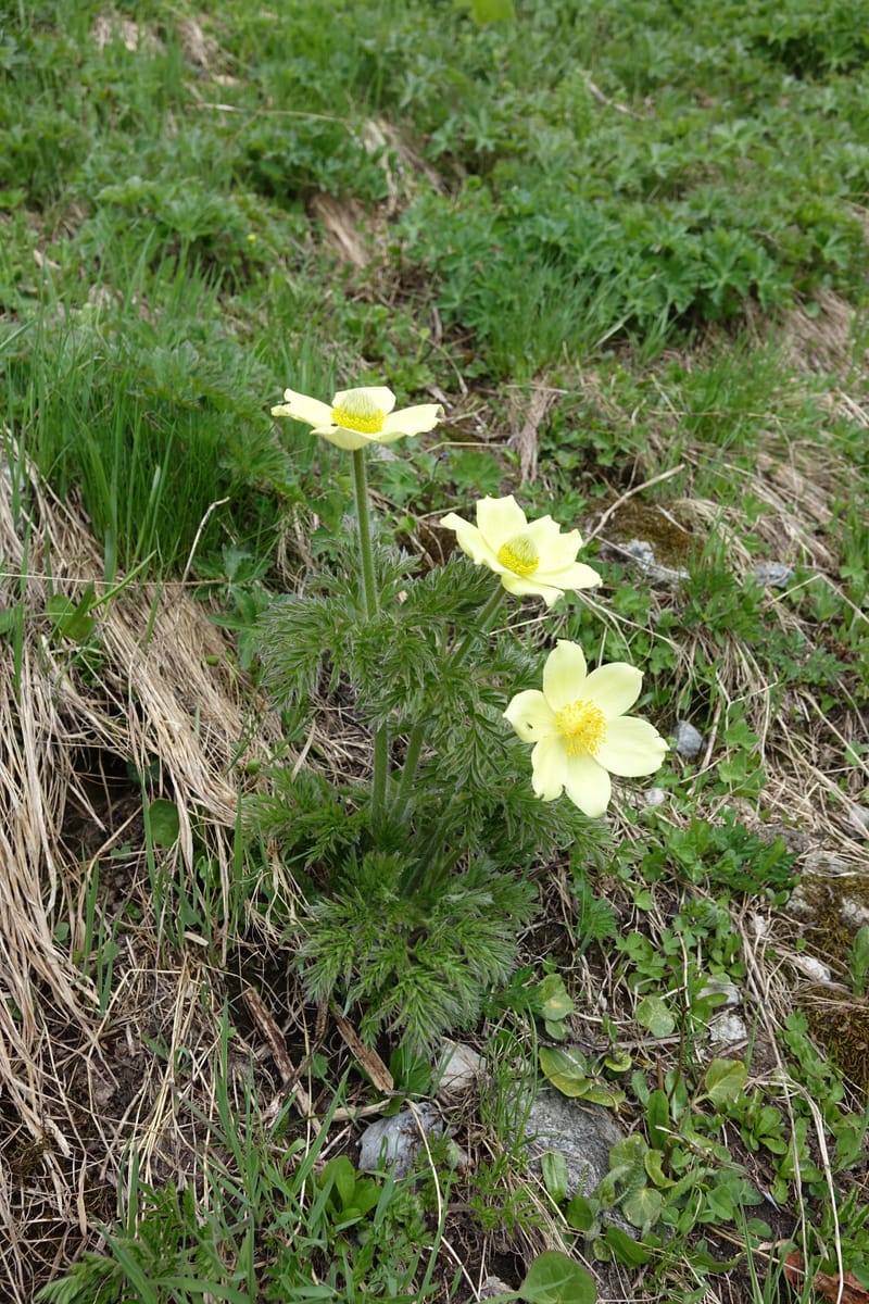 Pulsatilla alpina, Davidson, C 13235b--Switzerland. N of Hotel Belvedere on Grimselpass rd. 1 Jul 2016. DSC07465 (27).JPG