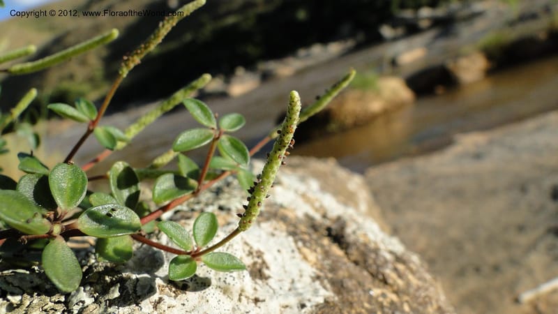 Peperomia tetraphylla, N. Manjato 150--Madagascar. Mania River. 1 May 2010 120 (6).jpg