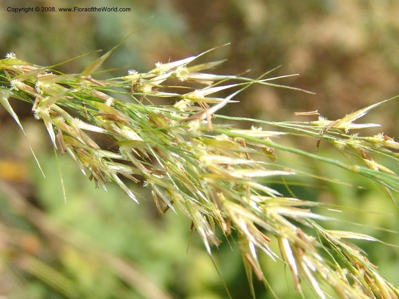 Stipa calamagrostis, S.43.1786--France. Paris. Jardin des Plantes. 4 Sep 07. 314.jpg