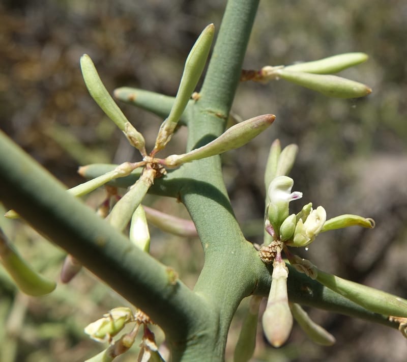 Bredemeyera colletioides, Fortunato 13068--Argentina. Hwy 60, rocky river channel. 3 Feb 2018. DSC08172 (77).JPG