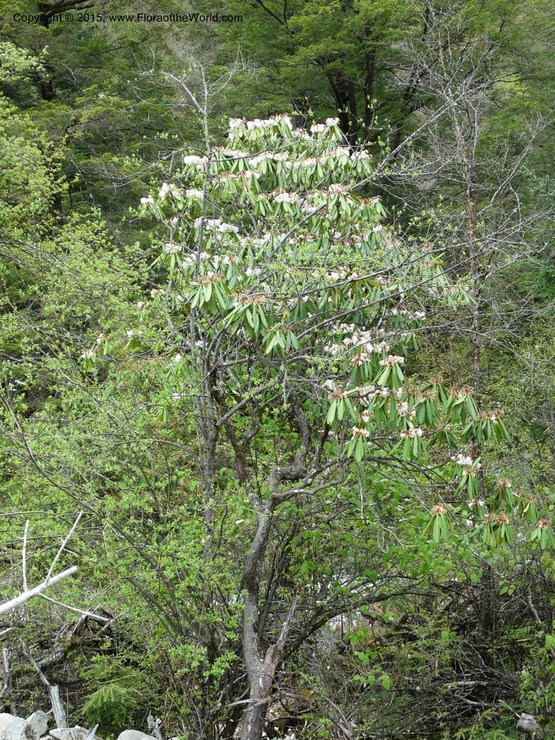 Rhododendron, Boufford, D 43641--China. Sichuan. XiaYingShan to XiangZhai. 10 May 2014. DSC05109 (241).JPG