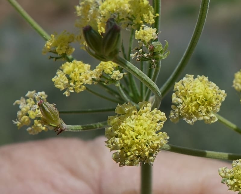 Lomatium simplex, C. Davidson 13563--ID. Blaine Co. Rock Creek Preserve. TNC. 14 May 2017. DSC00477 (88).JPG