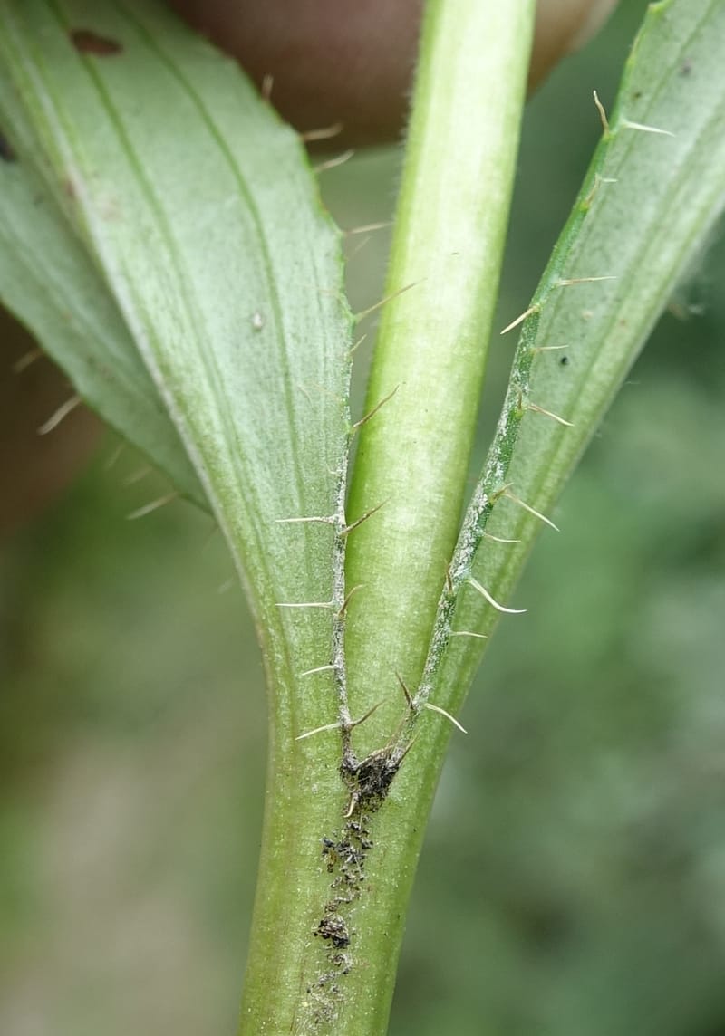 Acanthocalyx delavayi, C. Davidson 13737--China. Yunnan. Zhongdian Xian. 9 Aug 2017. DSC03874 (338).JPG