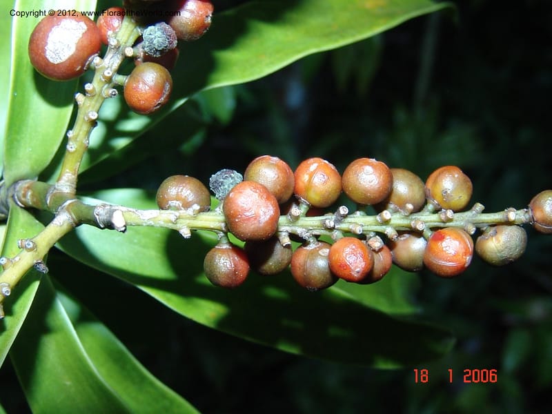 Dracaena sp. unk., Not collected-Madagascar 18 Jan 2006  185 (6).jpg