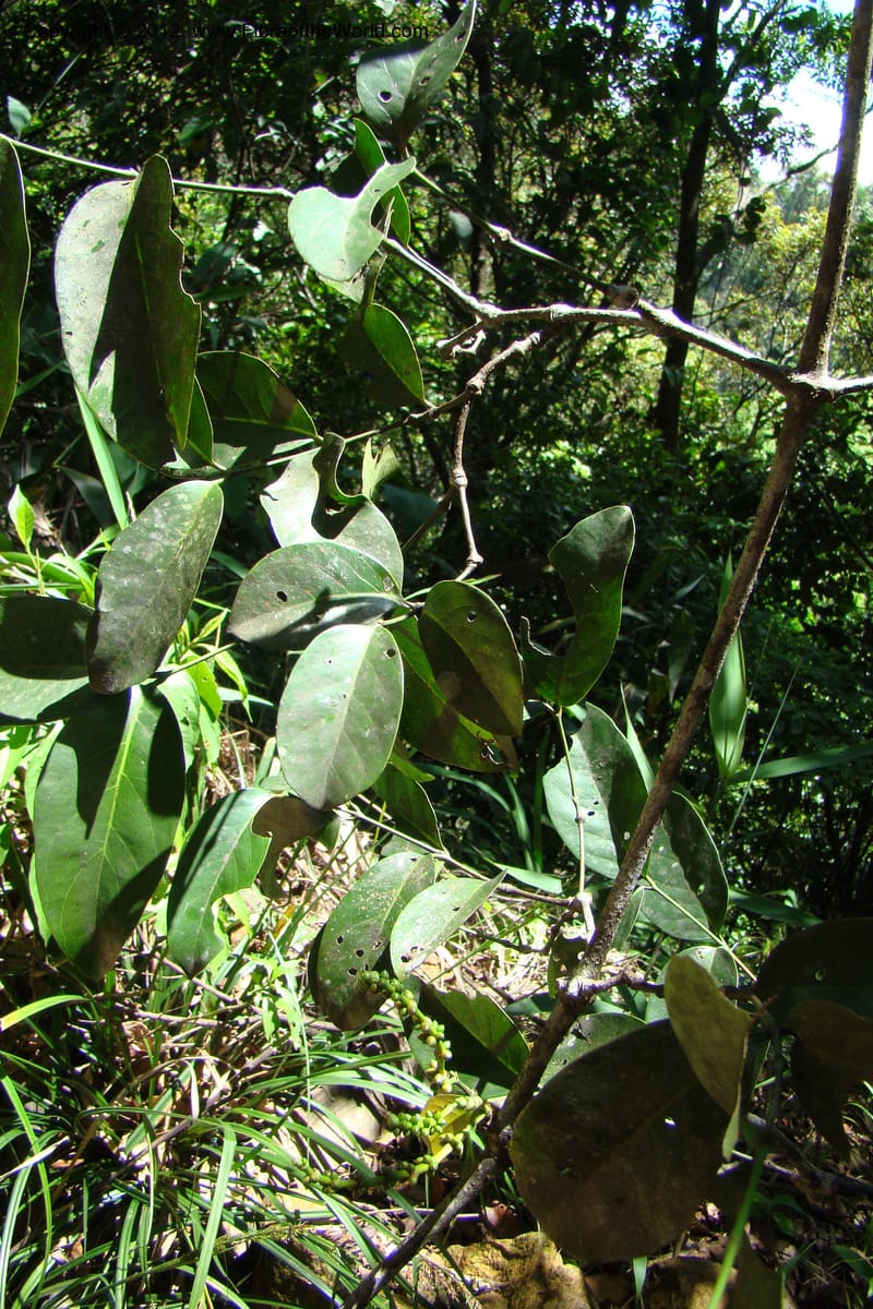 Gnetum, Regalado 1754--Viet Nam. Thua Thien Hue Prov. Phu Loc Distr. Bach Ma. 13 Apr 09. 453.jpg