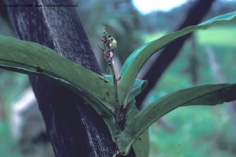 Ouratea costaricense, CDavidson8581--Costa Rica. Limon. Hda. Tapezco-La Suerte. 20 Aug 79. 004.jpg
