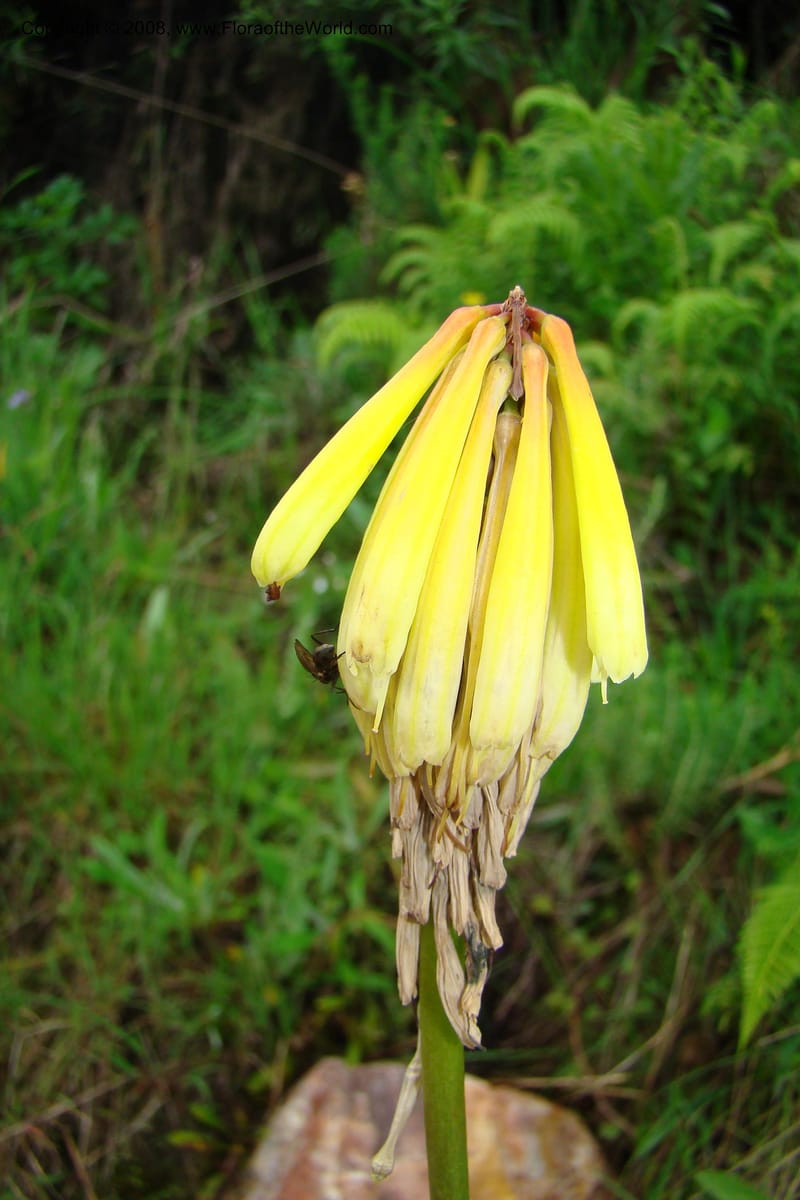 Kniphofia bequaertii, WKindeketa3032--Tanz. Makete Distr. Kitulo Nat. Pk. 25 Jan 08. 069.jpg