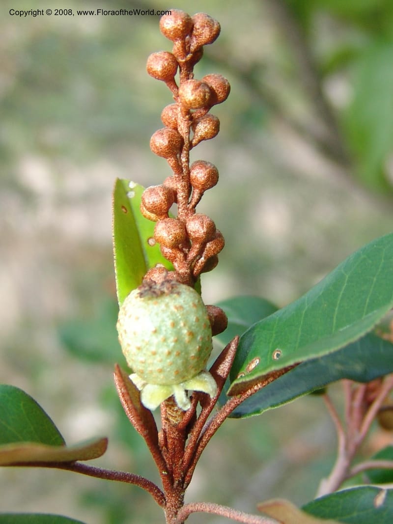 Croton gratissimus--So. Africa. Lowveld Nat. Bot. Gard. 14 Mch 05. 252.jpg