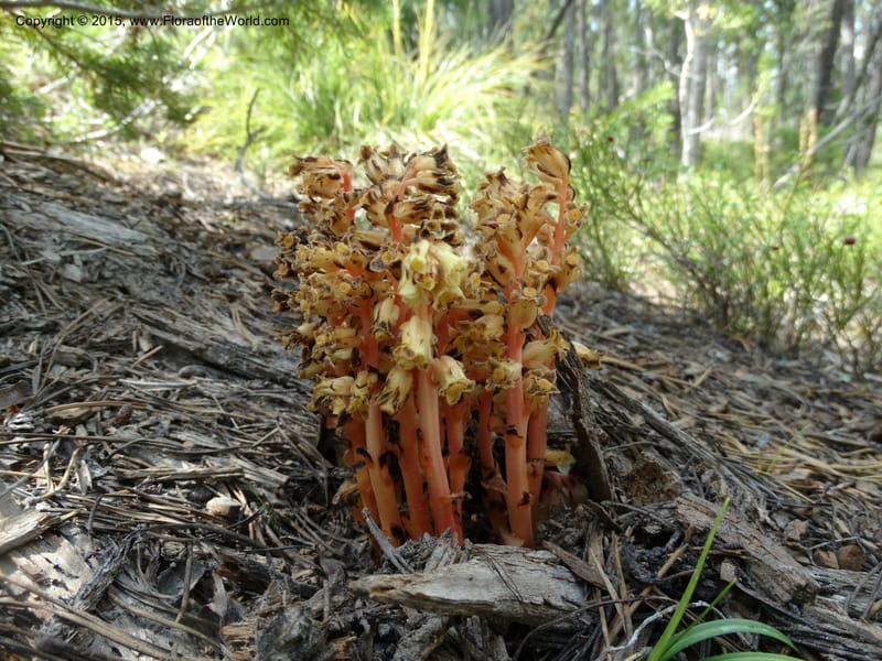 Monotropa hypopitys, Davidson, C 12626--ID. Idaho Co. S of Steamboat Summit. 5 Aug 2014. DSC00156 (169).JPG