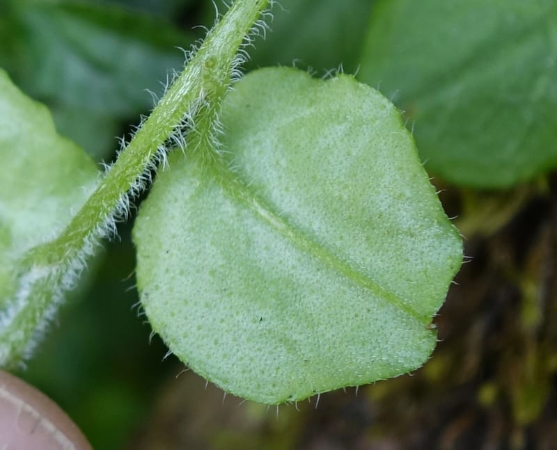 Trigonotis formosana, Tseng Yu-Hsin 1317--Taiwan. SW of Nanshan on highway 7. 20 May 2016. DSC03339 (91).JPG